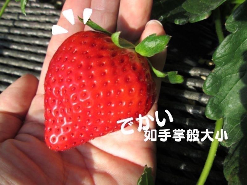 栃木縣草莓果醬 