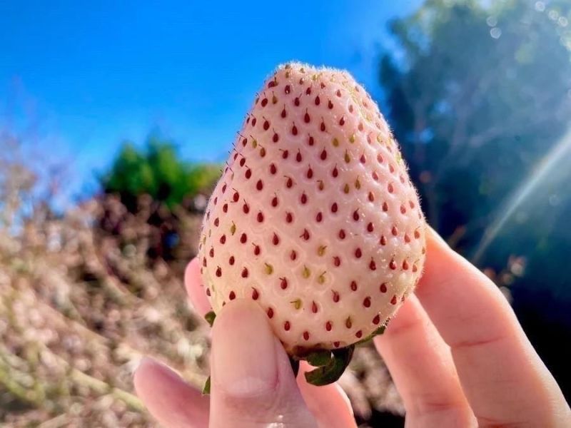 栃木縣草莓果醬 