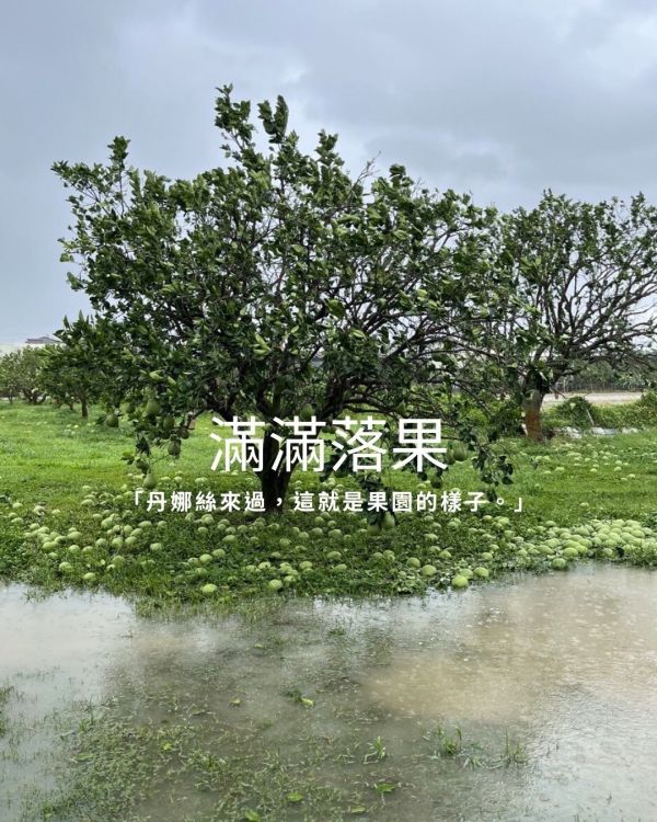 PIM 文旦柚皮黑糖磚 