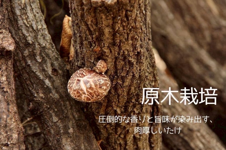 北海道原木栽培 乾香菇 