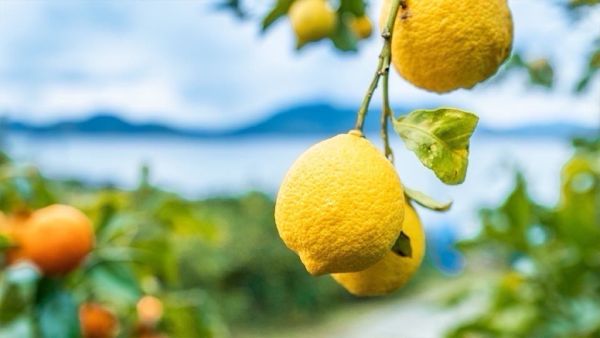 田月桑時 屏東九如冰熬檸檬果膏(盒裝) 