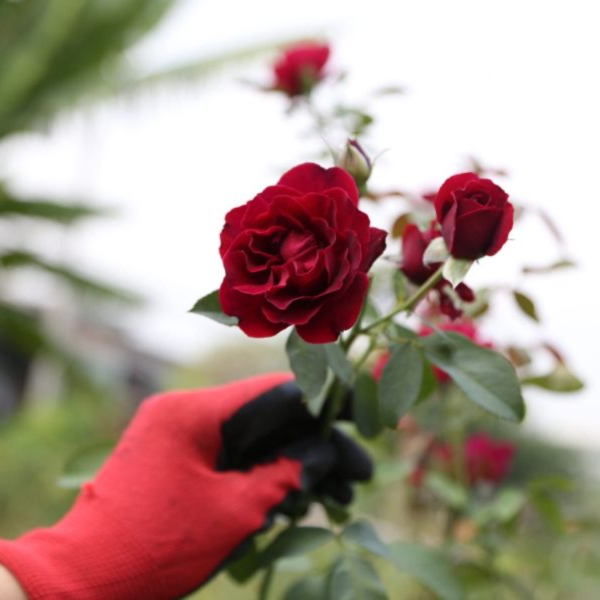 瑰秘食光 有機玫瑰花瓣醬 