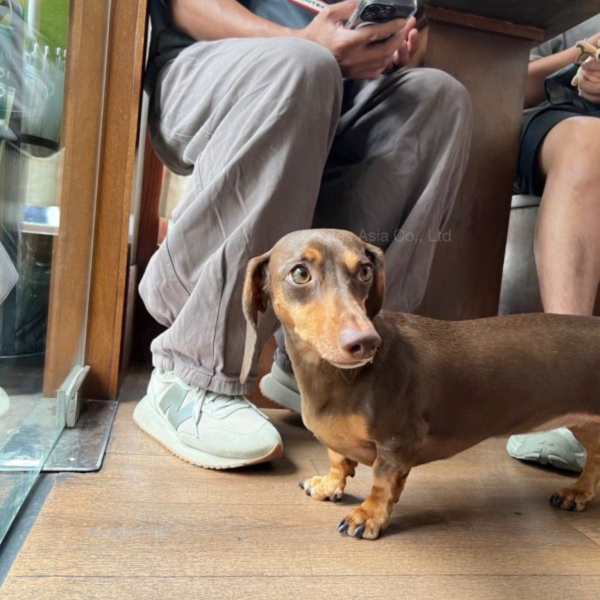 【單盒】泰國benkoff cafe 臘腸狗盲盒 