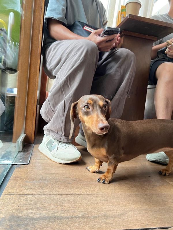 peishopp【單盒】泰國benkoff cafe 臘腸狗盲盒 