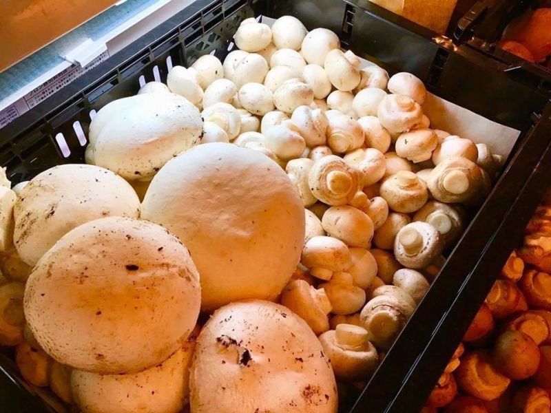 日本山形縣奶油蘑菇濃湯 