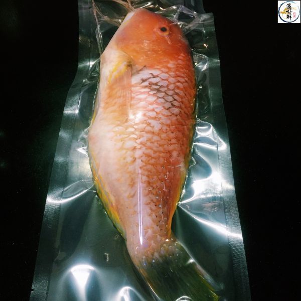 (現流)野生石老魚 石老魚,澎湖,海魚,紅石老,清蒸魚,生鮮,實拍,現貨,温好鮮