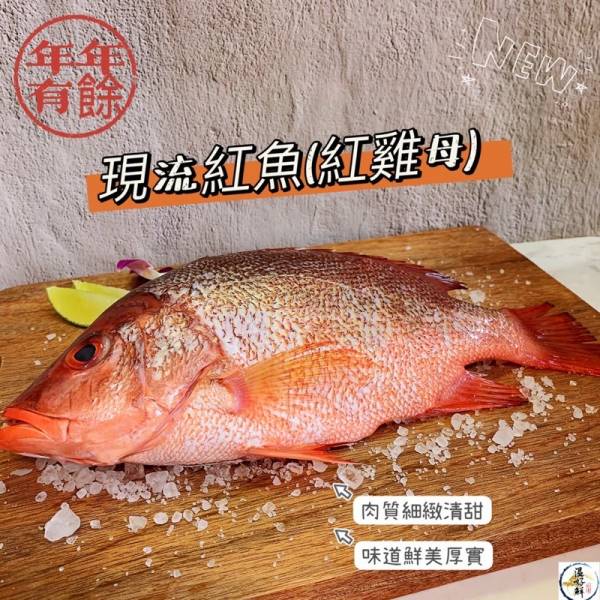 現流紅魚(紅雞母) 紅魚,紅雞母,現流,吉利,年年有魚,生鮮,實拍,現貨