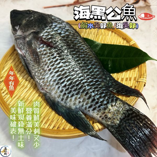 (活)海黑公魚(鹹水吳郭魚/海吳郭) 鹽烤,鹹水,海吳郭,黑公,活海魚,實拍,現貨,海鮮