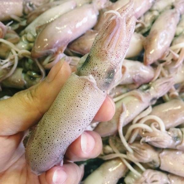 鮮凍熟小卷12-14尾(大隻) 