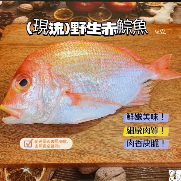 (現流)野生赤鯮魚 