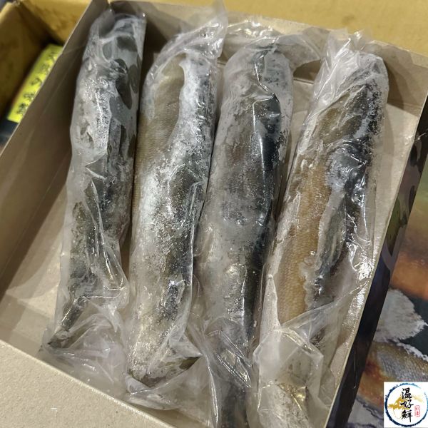 特大爆卵母香魚(4尾) 宜蘭,母香魚,巨無霸,超爆卵,燒烤,香煎,魚卵,生鮮,實拍,現貨,中秋節,温好鮮