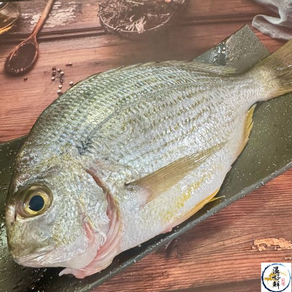 現流班頭魚 班頭魚,斑頭六線魚,黃錫鯛,鹽烤,乾煎,中秋節,烤肉,生鮮,實拍,現貨,温好鮮