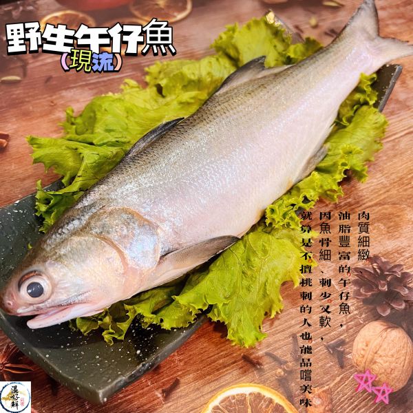 (現流)野生午仔魚 