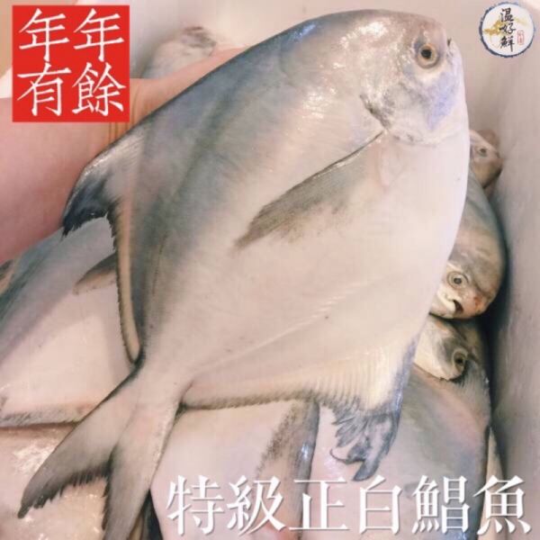 特級正白鯧魚 白鯧,正白鯧,米粉,香煎,年菜,過年,現貨,實拍,生鮮,温好鮮,年年有餘