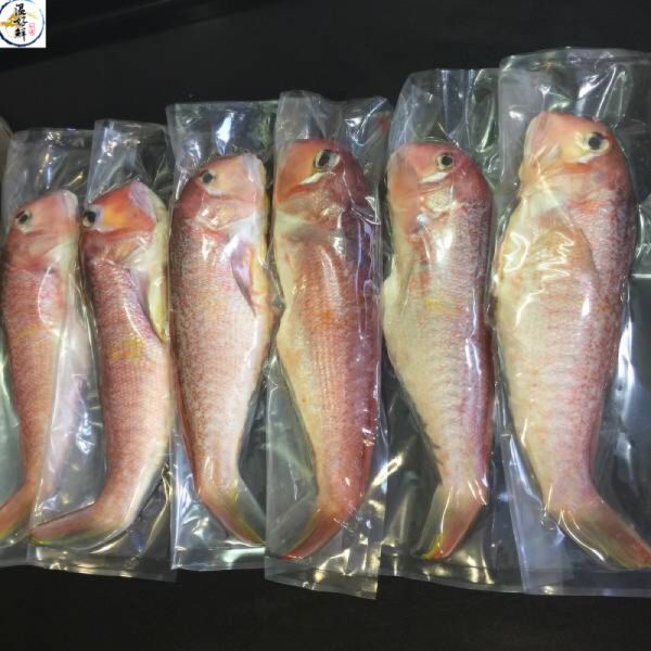 (現流)大尾馬頭魚 