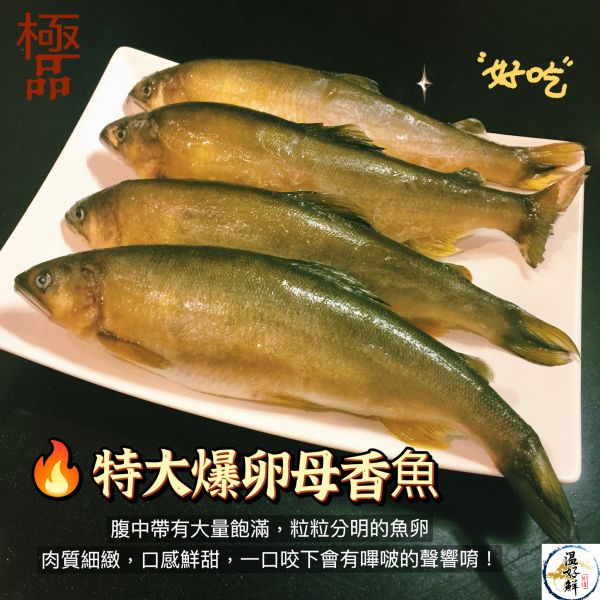 特大爆卵母香魚(4尾) 宜蘭,母香魚,巨無霸,超爆卵,燒烤,香煎,魚卵,生鮮,實拍,現貨,中秋節,温好鮮