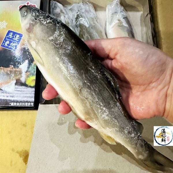 特大爆卵母香魚(4尾) 宜蘭,母香魚,巨無霸,超爆卵,燒烤,香煎,魚卵,生鮮,實拍,現貨,中秋節,温好鮮