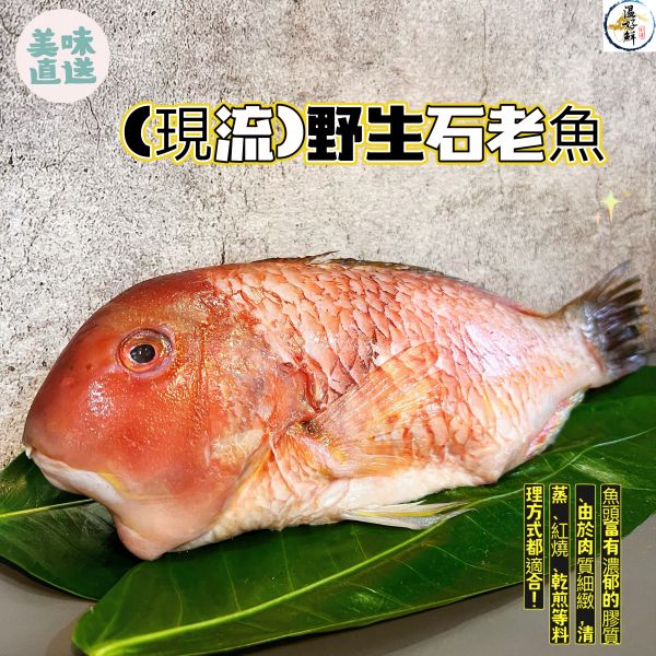 (現流)野生石老魚 石老魚,澎湖,海魚,紅石老,清蒸魚,生鮮,實拍,現貨,温好鮮