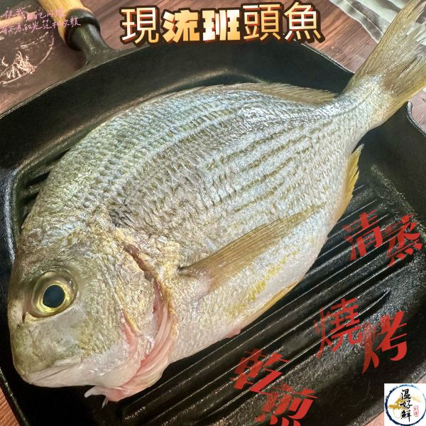 現流班頭魚 班頭魚,斑頭六線魚,黃錫鯛,鹽烤,乾煎,中秋節,烤肉,生鮮,實拍,現貨,温好鮮