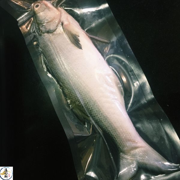 (現流)野生午仔魚 