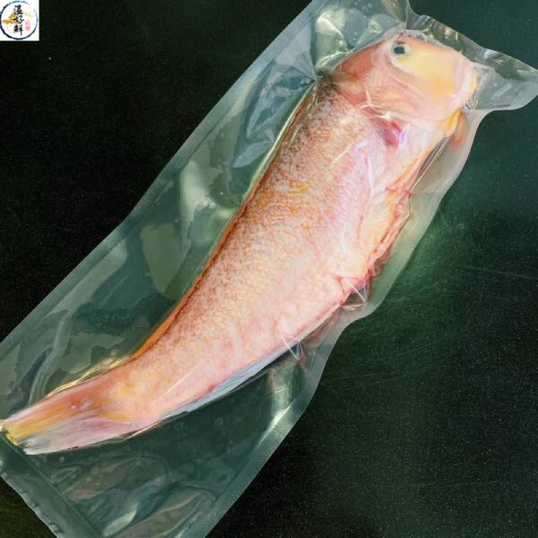 (現流)大尾馬頭魚 