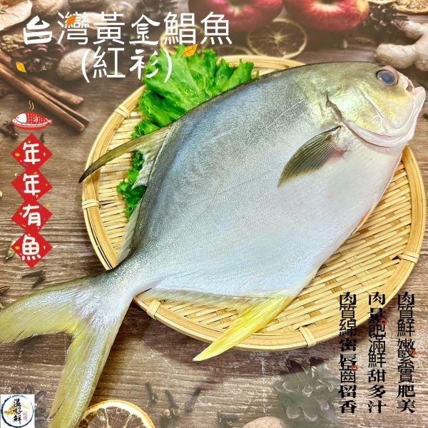 台灣黃金鯧魚(紅衫) 黃金鯧魚,金鯧魚,年年有餘,鯧魚米粉,除夕,團圓,年夜飯,宴客,拜拜,現流,海鮮,生鮮,實拍,現貨,温好鮮