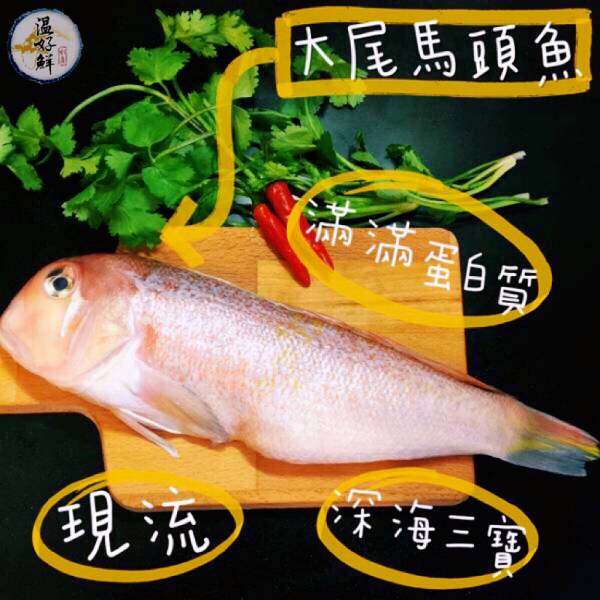 (現流)大尾馬頭魚 