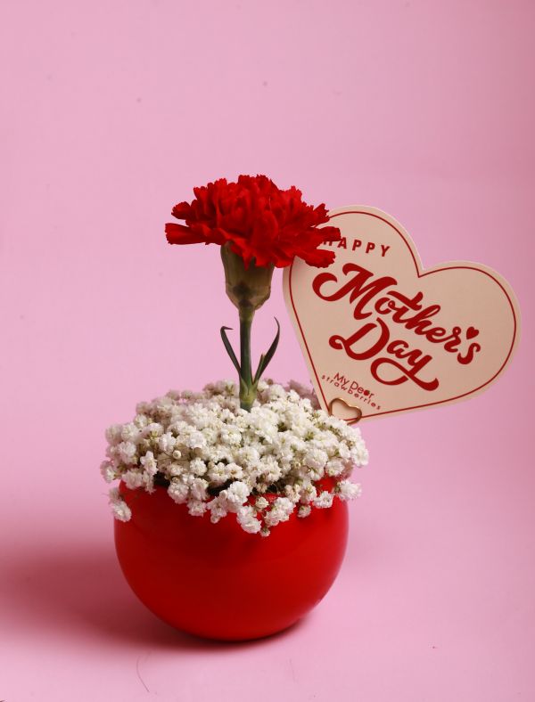 【Floral M】Coco Lady 胭脂紅單隻康乃馨鮮花盆 胭脂紅康乃馨、康乃馨鮮花盆、單支康乃馨、母親節花禮推薦、生日送花、小型桌花、FLORAL M 花藝