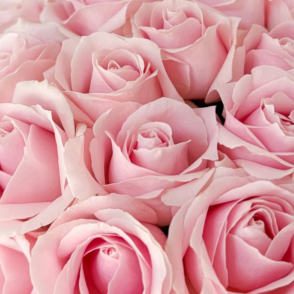 【Floral M】Pink Lover 粉色戀人玫瑰鮮花花束 粉色玫瑰花束、浪漫鮮花花束、情人節花束推薦、生日花束、告白花束、Pink Lover玫瑰、七夕花禮、浪漫花禮推薦