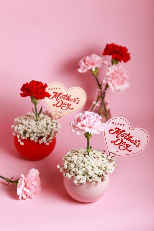 【Floral M】Pinky Lady 蜜桃粉單隻康乃馨鮮花盆 蜜桃粉康乃馨、單支康乃馨、康乃馨鮮花盆、母親節花禮、FLORAL M 花藝