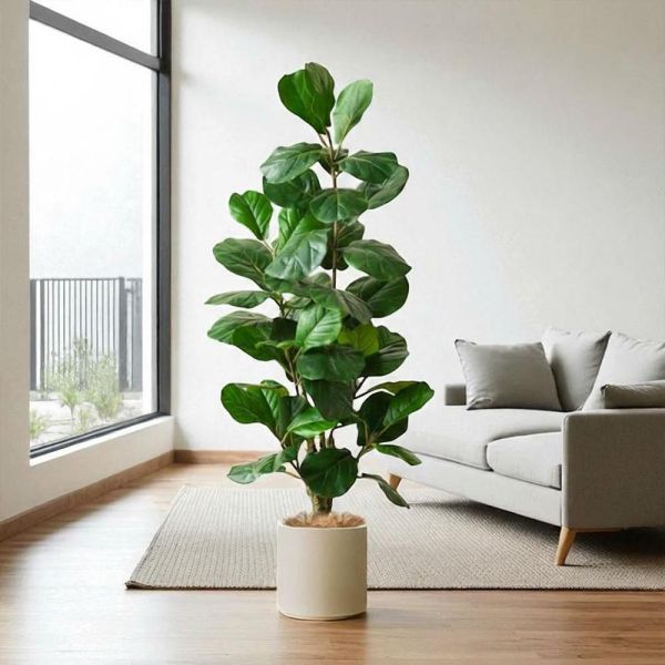 居家綠植1.7公尺琴葉榕室內大型仿真植栽（贈送花盆） 琴葉榕,琴葉榕仿真植栽,仿真琴葉榕,室內琴葉榕,大型仿真植栽,仿真植栽,1.7公尺琴葉榕,大型室內植栽,室內大型綠植,居家綠植,室內造景植栽,室內裝飾植栽,客廳植栽,玄關植栽,辦公室植栽,店面植栽,商業空間佈置,空間綠化,仿真植物免澆水,不用照顧植物,懶人植栽,不枯萎植栽,長效綠植