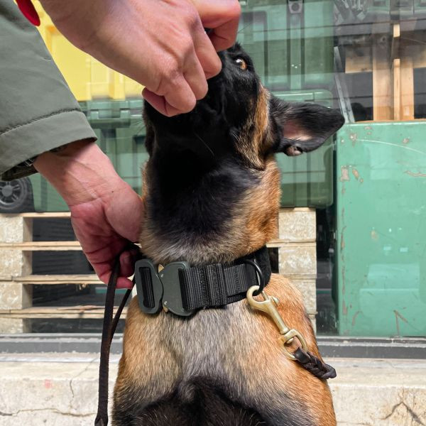 新品預購｜HSGI【K9犬用項圈】#28DC K9 項圈,戰術項圈,狗項圈,High Speed Gear,K9 Collar,AustriAlpin Cobra