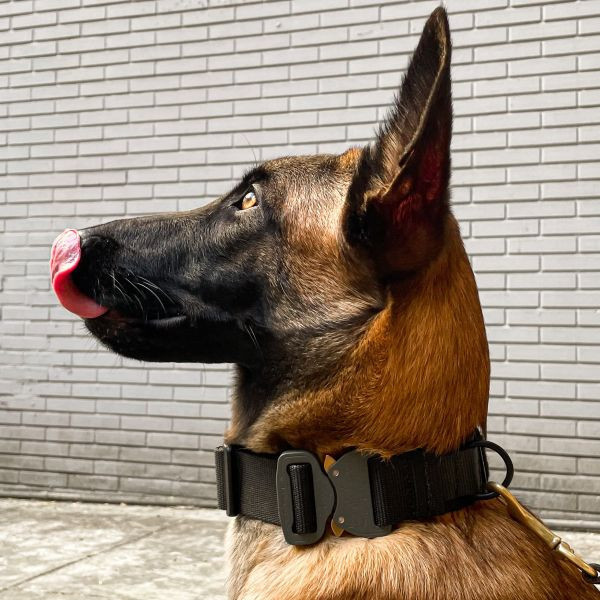 新品預購｜HSGI【K9犬用項圈】#28DC K9 項圈,戰術項圈,狗項圈,High Speed Gear,K9 Collar,AustriAlpin Cobra