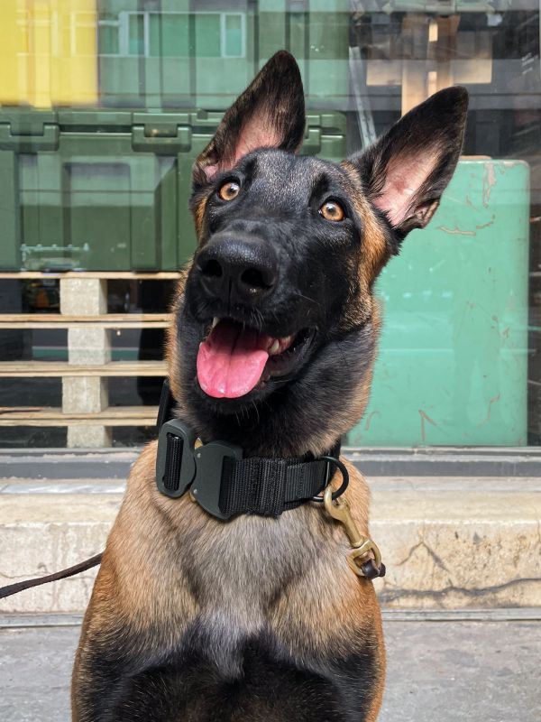 新品預購｜HSGI【K9犬用項圈】#28DC K9 項圈,戰術項圈,狗項圈,High Speed Gear,K9 Collar,AustriAlpin Cobra