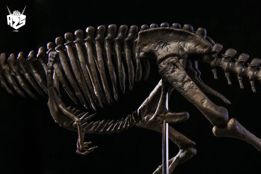 ﹝代購﹞GK 盒作社Hzs﹝原創﹞骨生物系列-恐龍化石霸王龍骨架 