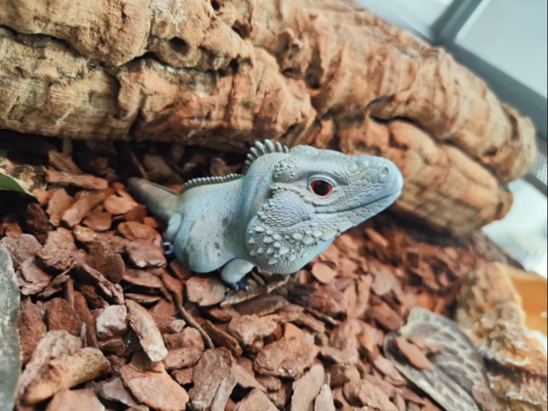 ﹝代購﹞GK  動物星球﹝原創﹞心寬體胖系列十六彈 