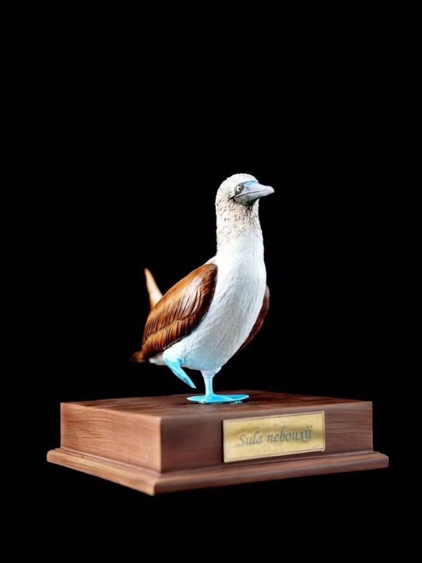 ﹝代購﹞GK  博物志﹝原創﹞2024限真定‬系列 藍鰹腳‬鳥 