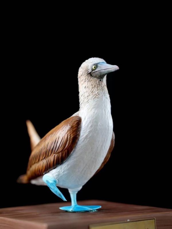 ﹝代購﹞GK  博物志﹝原創﹞2024限真定‬系列 藍鰹腳‬鳥 