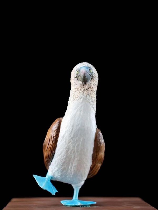 ﹝代購﹞GK  博物志﹝原創﹞2024限真定‬系列 藍鰹腳‬鳥 