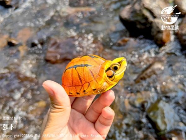 ﹝代購﹞GK  動物星球﹝原創﹞心寬體胖系列十九彈一國龜篇 