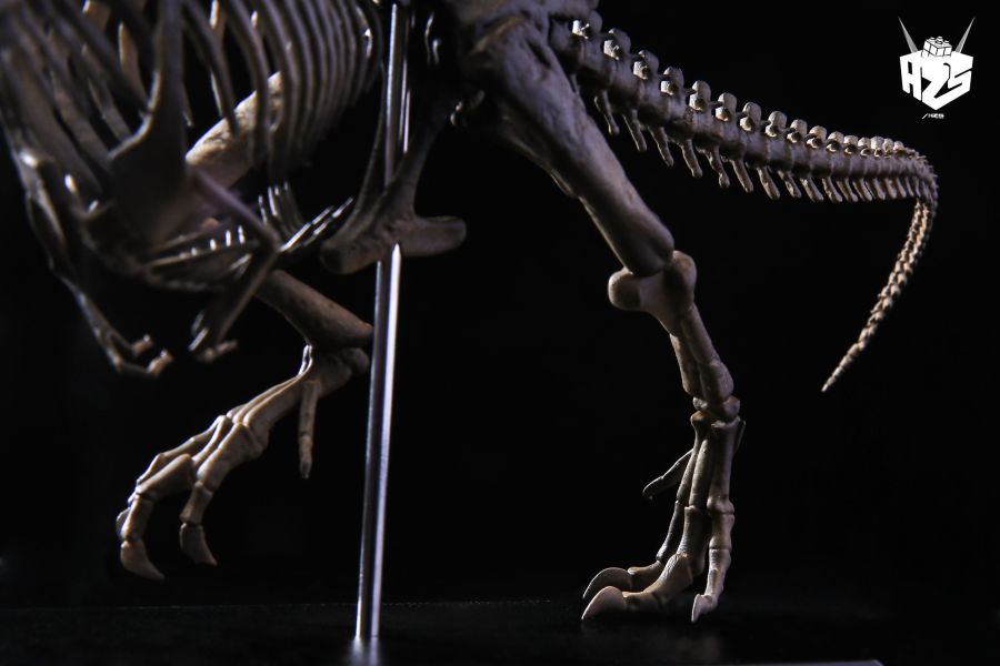 ﹝代購﹞GK 盒作社Hzs﹝原創﹞骨生物系列-恐龍化石霸王龍骨架 
