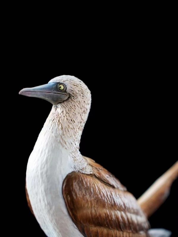 ﹝代購﹞GK  博物志﹝原創﹞2024限真定‬系列 藍鰹腳‬鳥 