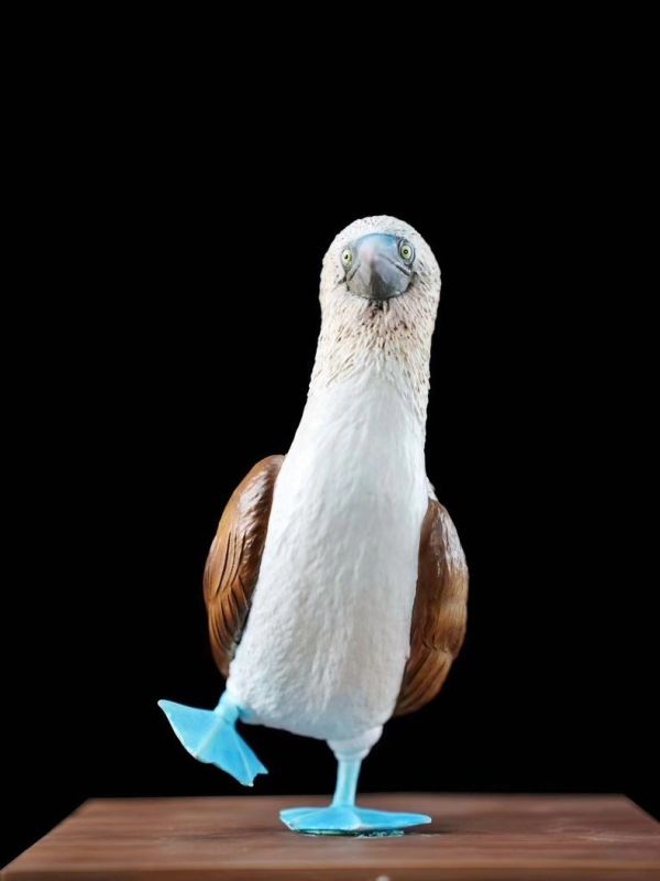 ﹝代購﹞GK  博物志﹝原創﹞2024限真定‬系列 藍鰹腳‬鳥 