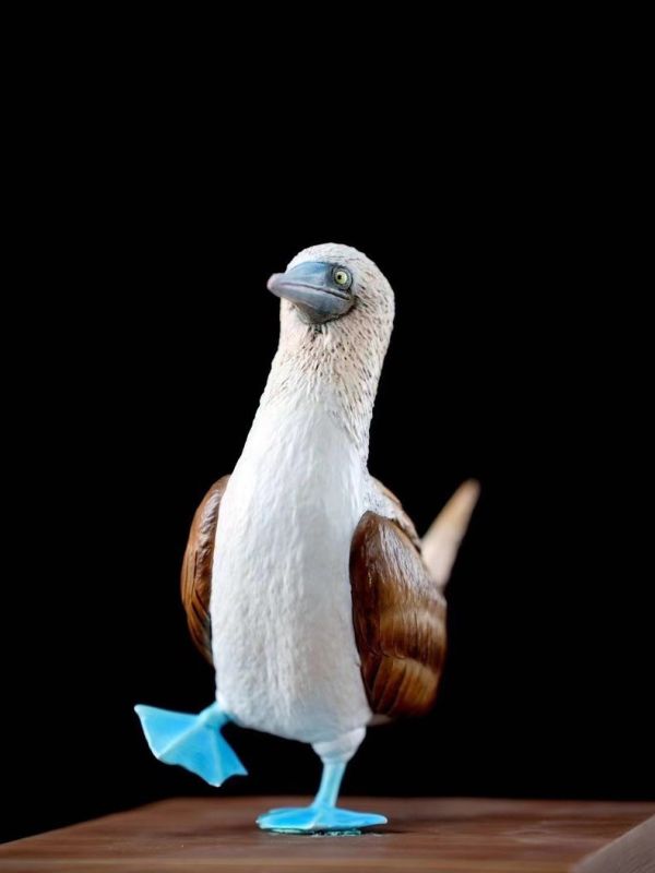 ﹝代購﹞GK  博物志﹝原創﹞2024限真定‬系列 藍鰹腳‬鳥 