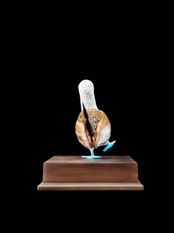 ﹝代購﹞GK  博物志﹝原創﹞2024限真定‬系列 藍鰹腳‬鳥 