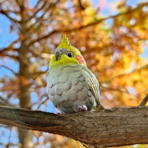 ﹝現貨﹞盲盒 動物星球 心寬體胖系列 特別篇 鳥類 