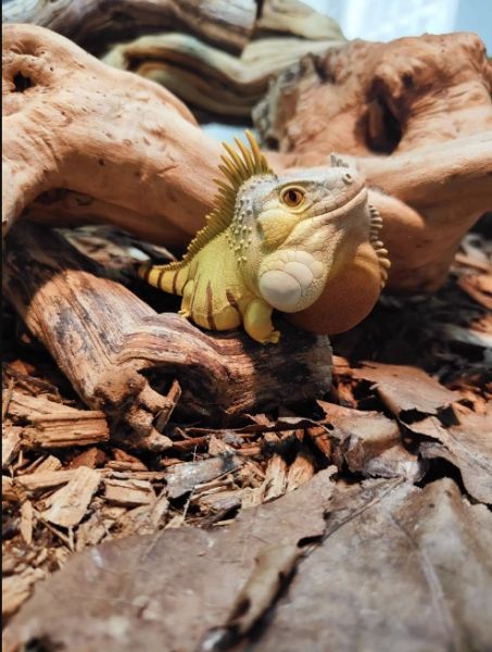 ﹝代購﹞GK  動物星球﹝原創﹞心寬體胖系列十六彈 
