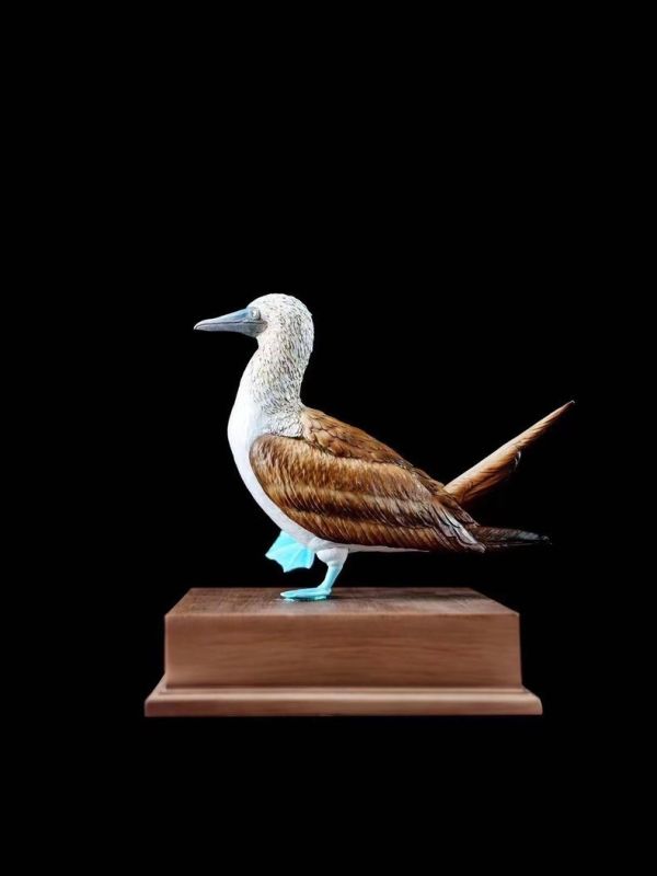 ﹝代購﹞GK  博物志﹝原創﹞2024限真定‬系列 藍鰹腳‬鳥 