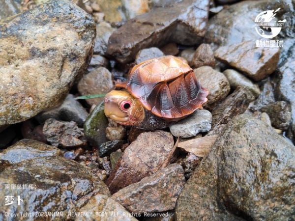 ﹝代購﹞GK  動物星球﹝原創﹞心寬體胖系列十九彈一國龜篇 