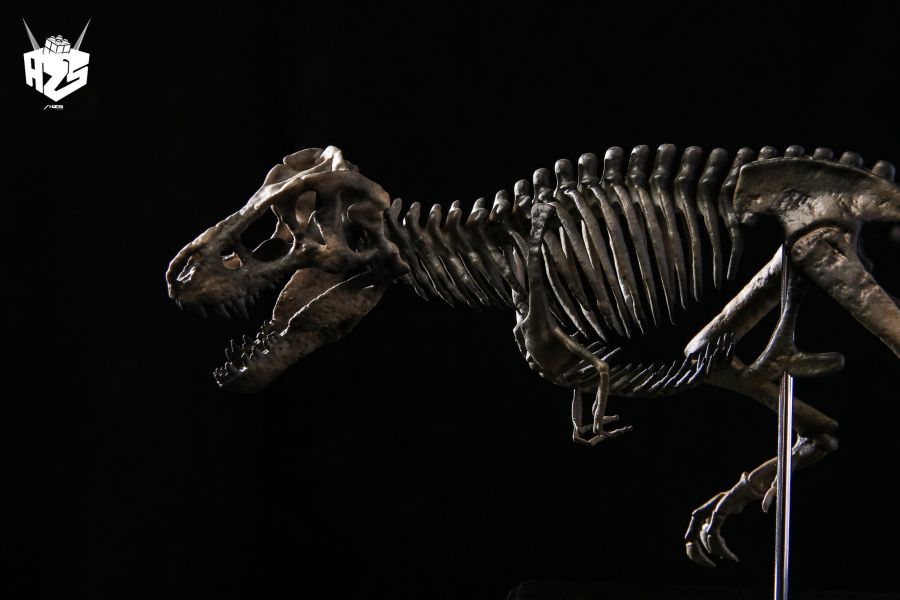 ﹝代購﹞GK 盒作社Hzs﹝原創﹞骨生物系列-恐龍化石霸王龍骨架 